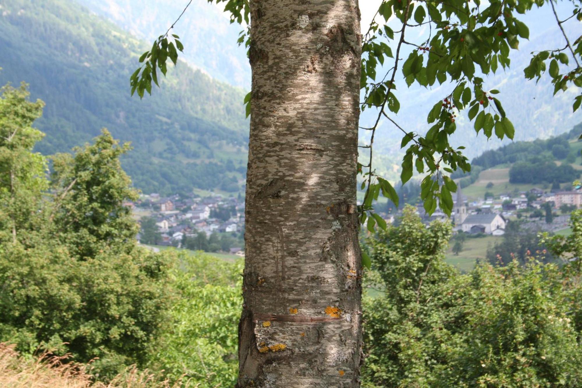 Bnb Claudy Et Elizabeth Michellod-Dutheil Le Châble Dış mekan fotoğraf